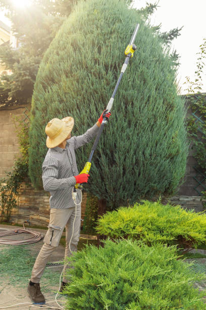 Best Fruit Tree Pruning  in Fanwood, NJ